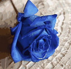 Immagine profilo di petali.blu